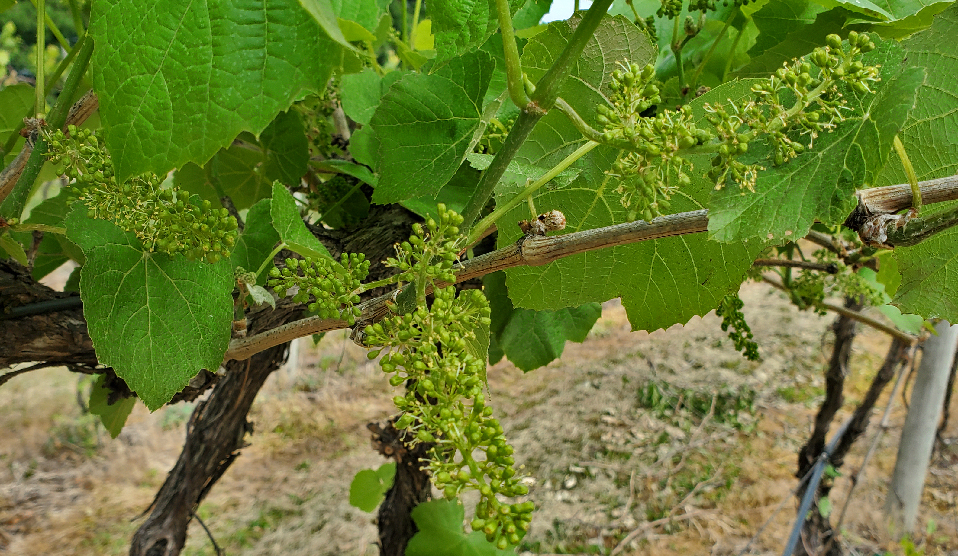 Geneva Red grapes in bloom.